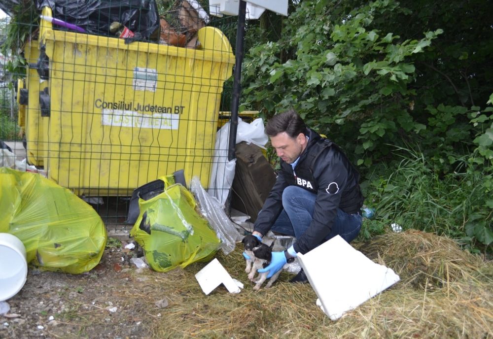 Trei cățeluși, aruncați la ghenă, salvați de polițiști