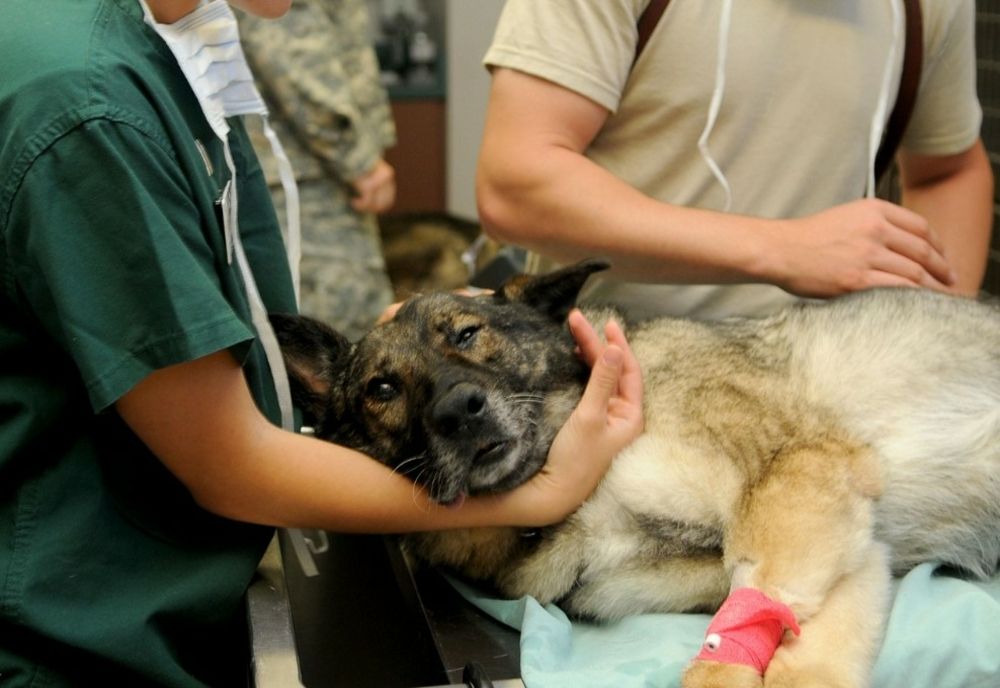Cabinetele veterinare, în pericol de închidere după o decizie a Guvernului. Medicii amenință: Animalele vor avea de suferit!