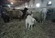 Peste 300 de miei scoși la vânzare înaintea Paștelui de Stațiunea Popăuți FOTO&amp;VIDEO
