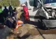 Accident cu șase victime la Bacău. A fost implicat un microbuz care circula pe ruta Botoșani - Mangalia FOTO