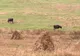 REPORTAJ. Oamenii de la țară renunță la animale și își cumpără mâncarea din supermarketuri VIDEO