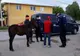 Cal prins de jandarmi și predat proprietarului