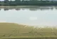 Inundațiile au compromis culturile pe sute de hectare VIDEO