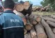 Amendă de 15.000 de lei pentru un agent economic din Manoleasa 