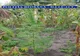 FOTO- Plantație de cannabis, descopertită în Flămânzi