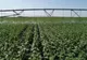 Ministerul Agriculturii anunţă că infrastructura de irigaţii este pregătită pentru funcţionare în condiţii optime. Care este suprafaţa potenţial irigabilă  