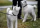Akita Inu, rasa de câini din ce în ce mai POPULARĂ în România. De ce sunt atât de îndrăgite micile patrupede: CARACTERISTICI