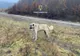 Un bărbat și-a abandonat câinele în alt județ. Patrupedul a mușcat un copil