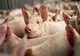 Când și cum pot fi sacrificați porcii de Crăciun? Anunțul ANSVSA pentru cei care cresc animale în curte