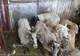ROMÂNIA MAI ARE ACTIVE 37 DE FOCARE DE PESTA RUMEGĂTOARELOR MICI