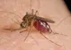 NUMĂRUL CAZURILOR DE INFECȚIE CU VIRUSUL WEST NILE A AJUNS LA OPT ÎN ROMÂNIA