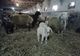 Peste 300 de miei scoși la vânzare înaintea Paștelui de Stațiunea Popăuți FOTO&VIDEO