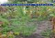 FOTO- Plantație de cannabis, descopertită în Flămânzi