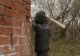 Scene cumplite într-un club din Flămânzi, jud. Botoșani: PAZNIC bătut cu bâte și topoare