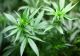 Legalizarea canabisului medical, din nou pe masa parlamentarilor. Ce șanse sunt să treacă proiectul