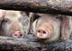 Peste 250 de porci dintr-o gospodărie, uciși de DSVSA din cauza pestei porcine